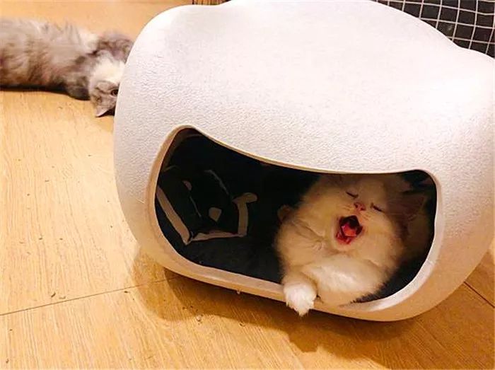 长毛猫和短毛猫哪个更好养,长毛猫和短毛猫哪个更打理