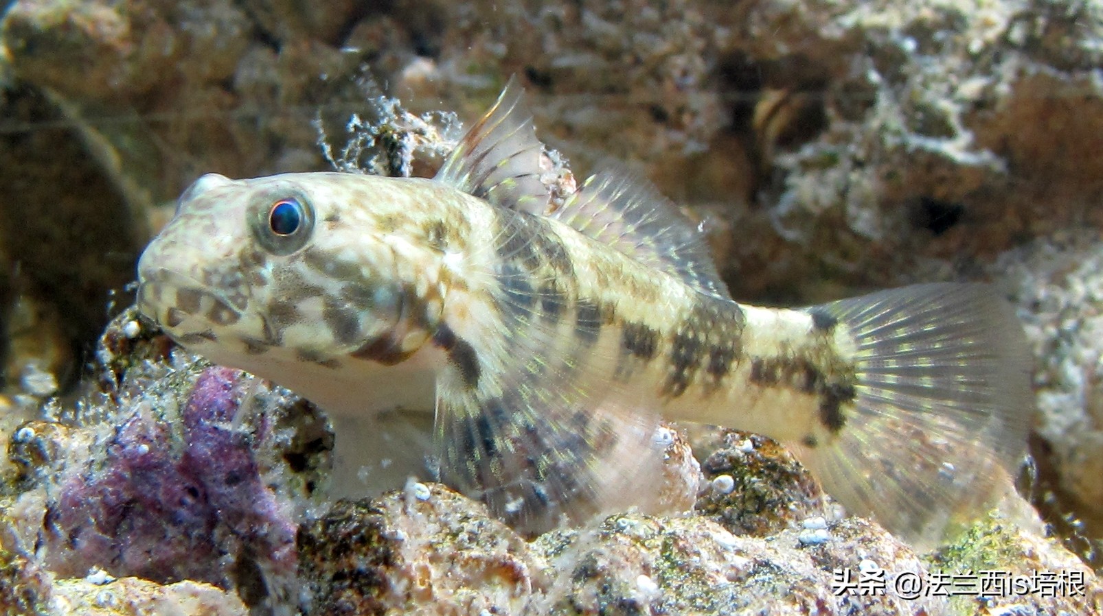 鱼的记忆只有七秒钟为什么是错的,鱼的记忆真的有七秒吗细思极恐
