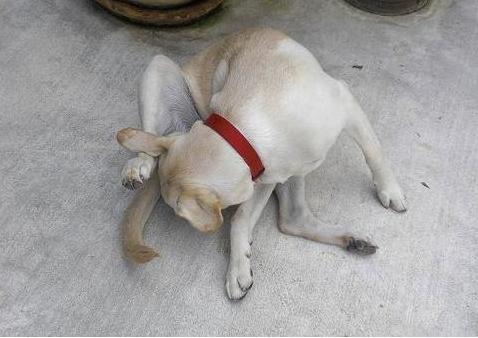 狗狗主动靠近还会舔是什么征兆,狗狗半夜舔各种东西是什么原因