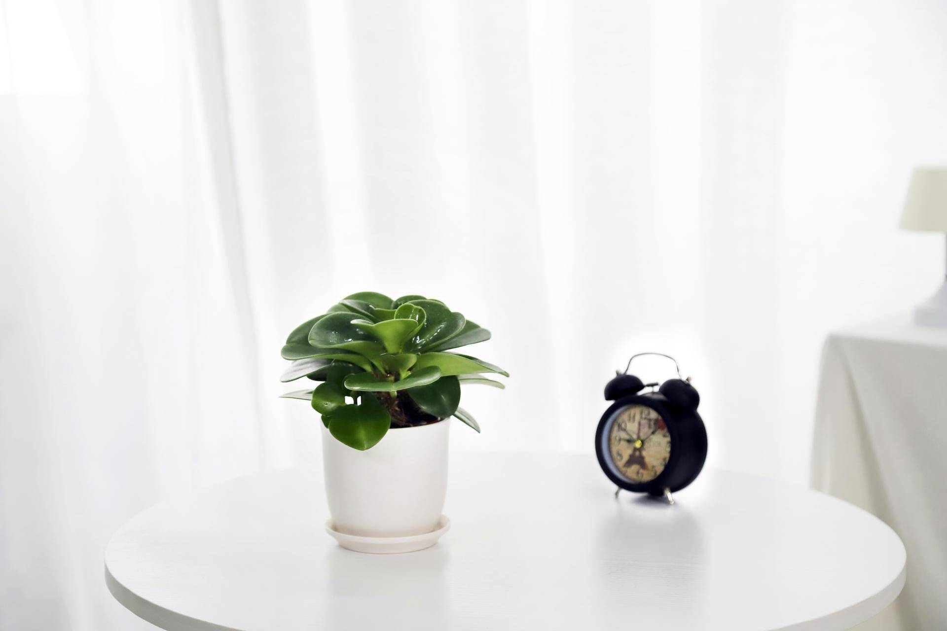 碧玉莲的养殖方法和关注事项盆栽,碧玉的养殖方法和关注事项