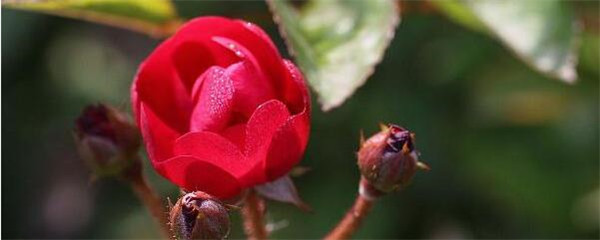 月季花的栽培方法如下,月季花的栽培方法和时间