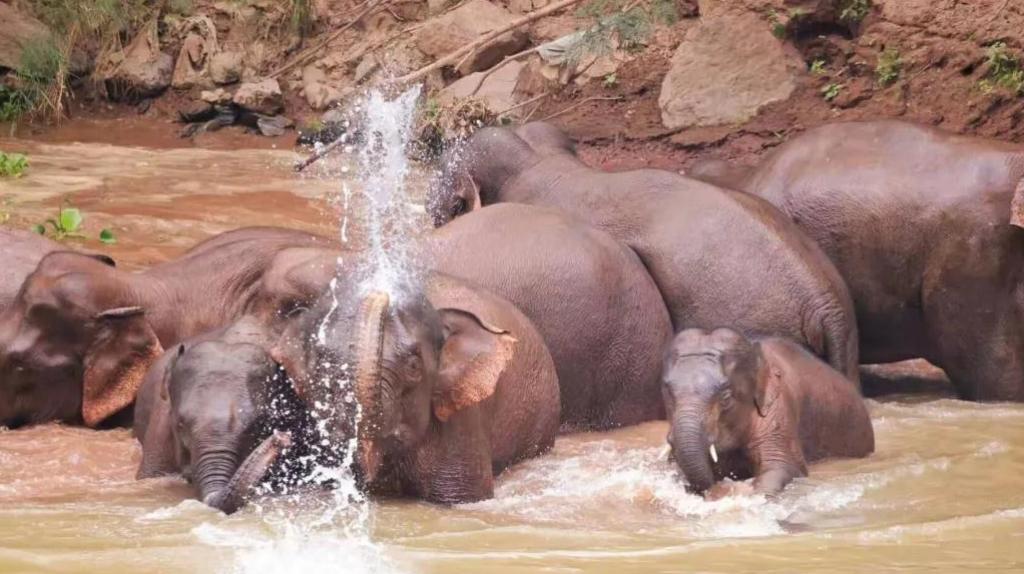 15头大象一路北迁原因,大象迁徙17头为何还剩15头