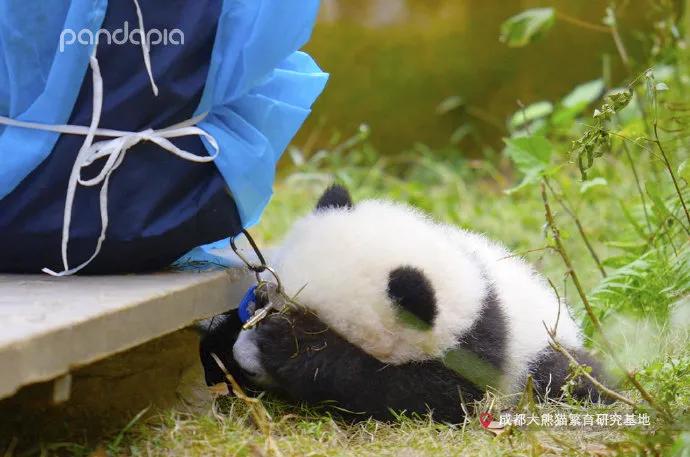 国宝带货直播,国宝直播带货