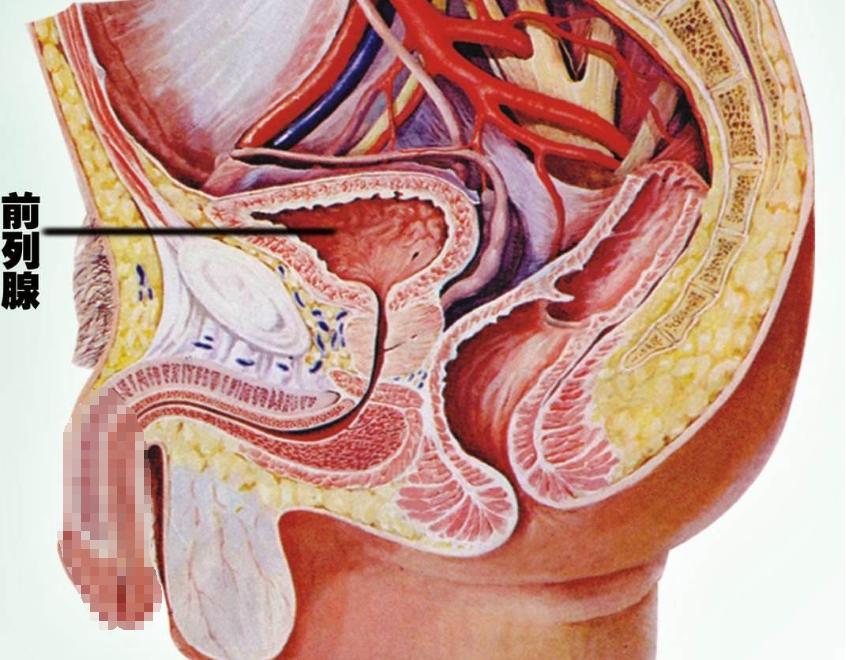 前列腺不好是不是不能久坐,久坐不动对前列腺有用吗