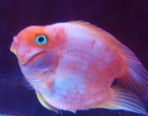 迷你鹦鹉鱼产卵后褪色怎么回事,迷你鹦鹉鱼胭脂粉为什么会褪色