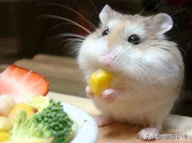小老鼠也能成为宠物,小老鼠可以养吗