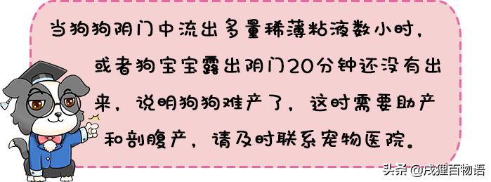 狗狗要生小狗了有什么症状,狗狗要生小宝宝时是什么现象