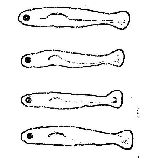 水花鱼苗是什么样子,如何识别水产用小球藻真伪