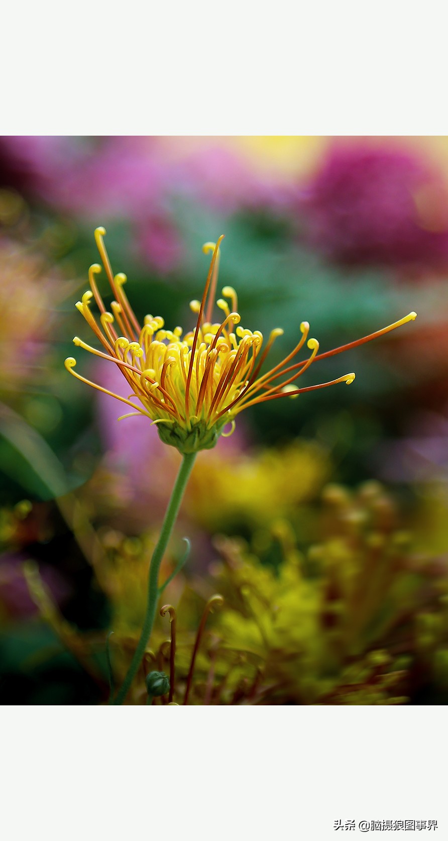 花海如何给花拍照好看,大面积的花怎样拍出花海的感觉