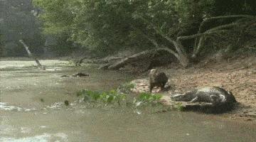 水獭与平头哥是同科吗,水獭动物界的平头哥