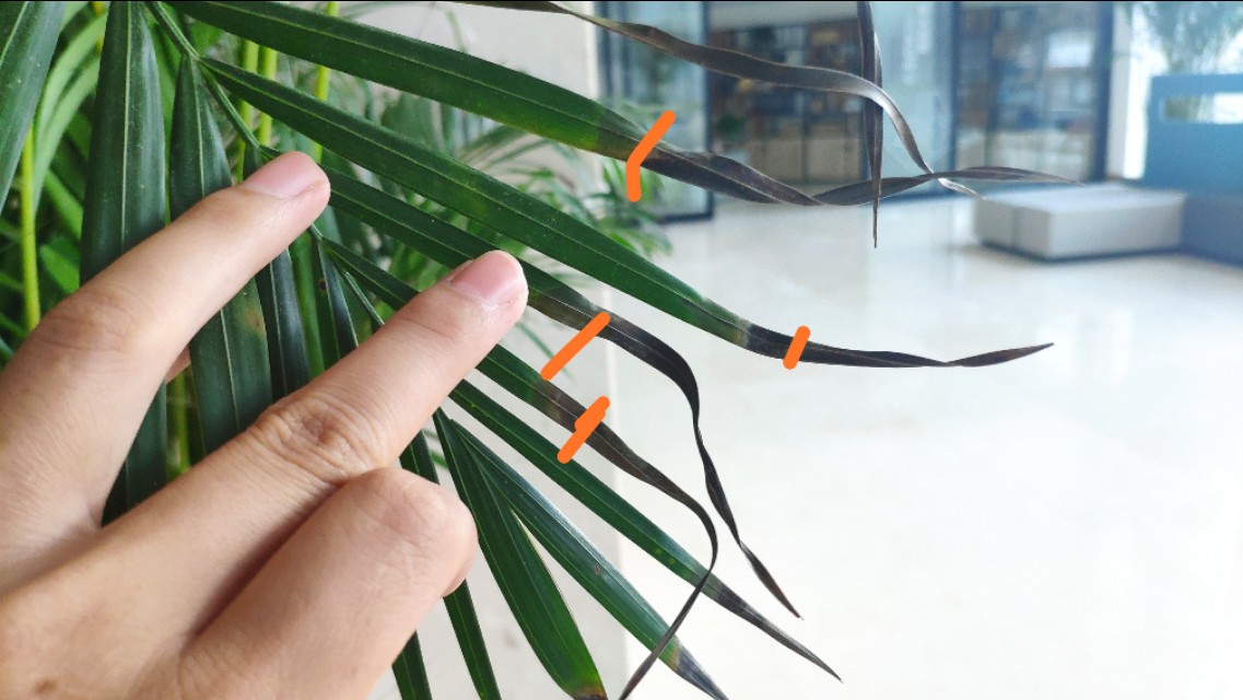 养的花老掉叶子，还越长越乱?老师傅的修剪方法，花越长越旺!