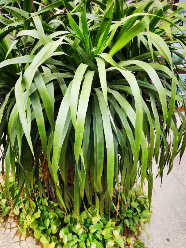 娃哈哈基本功展示,娃哈哈基本功组合