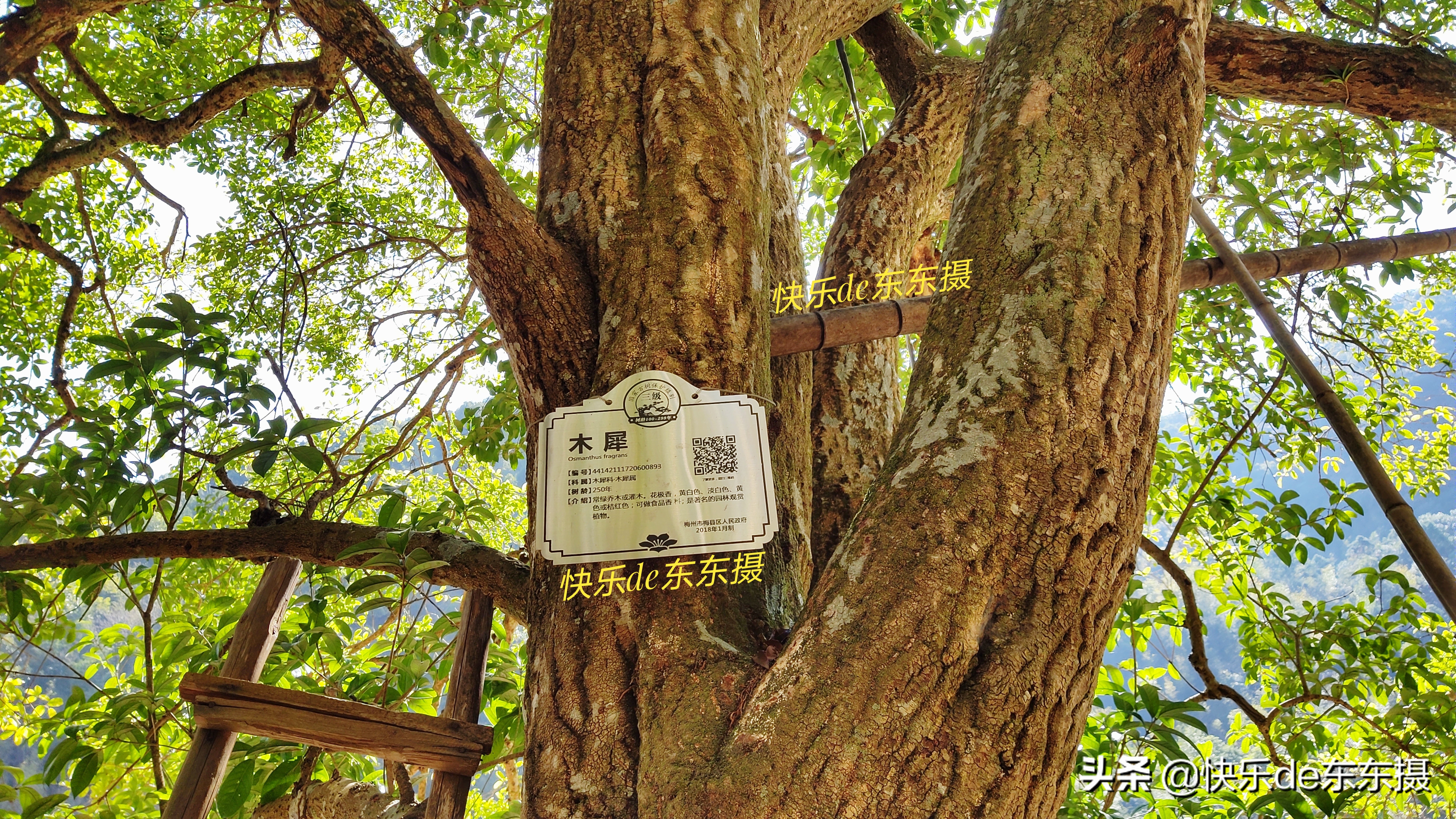 广东梅州千年古村,梅州市山青水秀