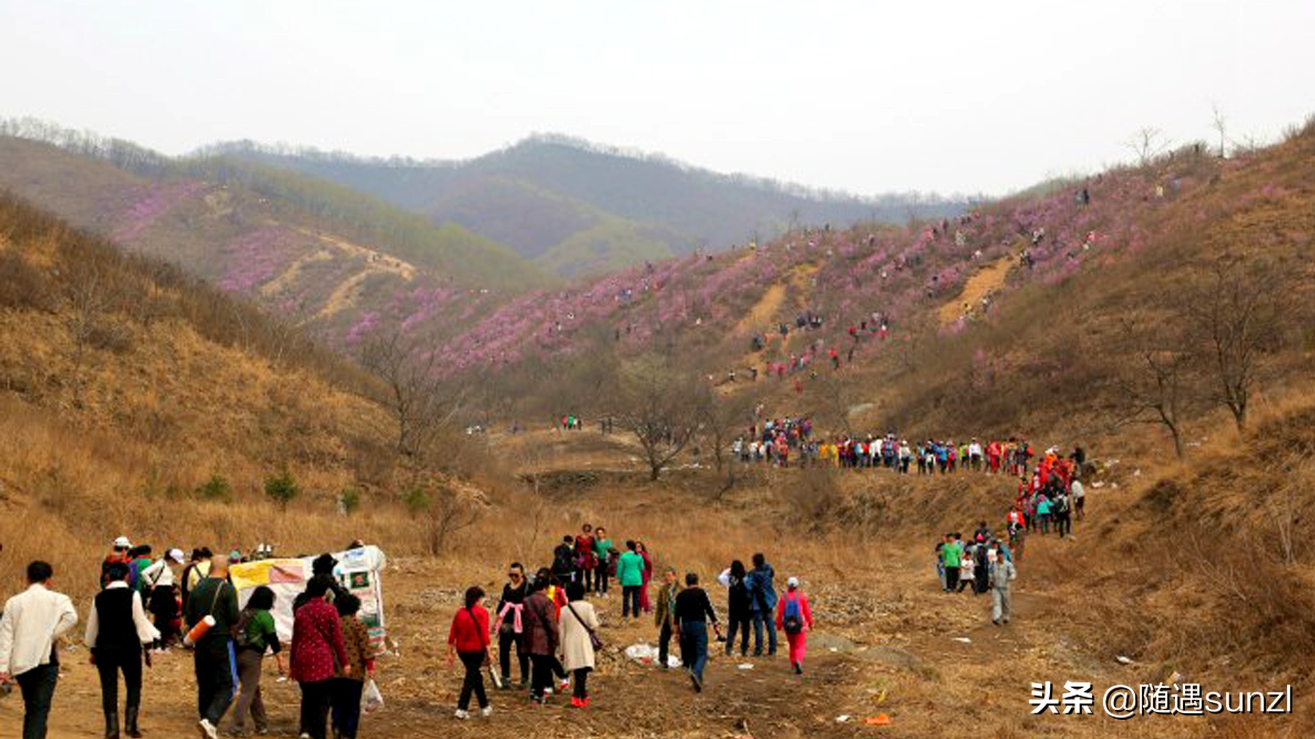 岫岩黄岭子映山红景区简介,岫岩开映山红在哪个地方