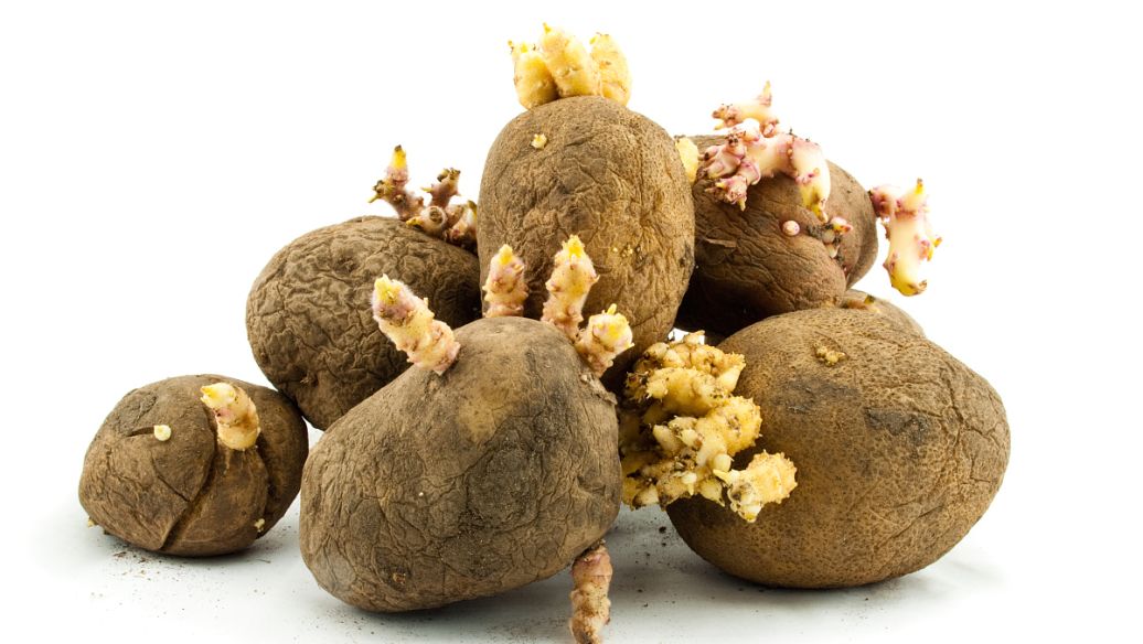 闲侃餐桌上的百科知识（魔芋）