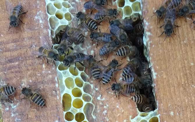 中蜂会盗中蜂么,中蜂盗蜂怎么处理最好