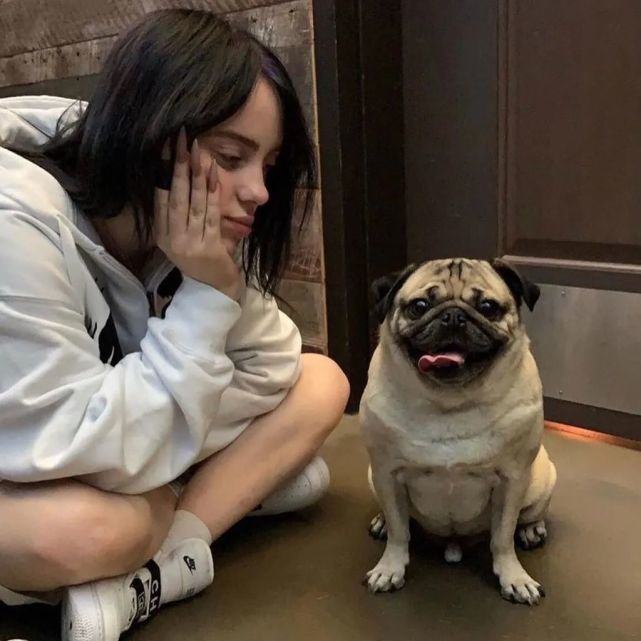 巴哥犬和柯基犬哪种好养,养巴哥犬新手要关注什么