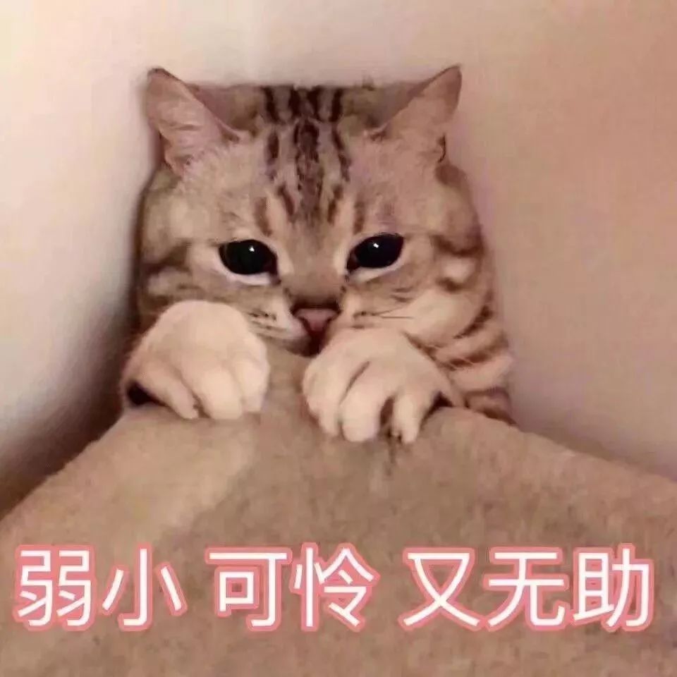 “乱买东西，猫骂了我三天！”