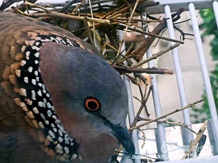 四只小鸟的故事视频,四只白鸟的故事