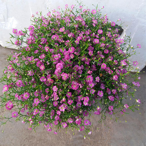 满天星绚烂,满天星的养护方法简写