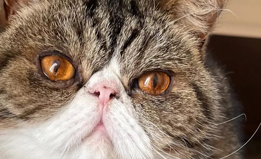 猫咪眼睛腐骨怎么治疗,猫咪角膜腐骨滴眼药水能好吗