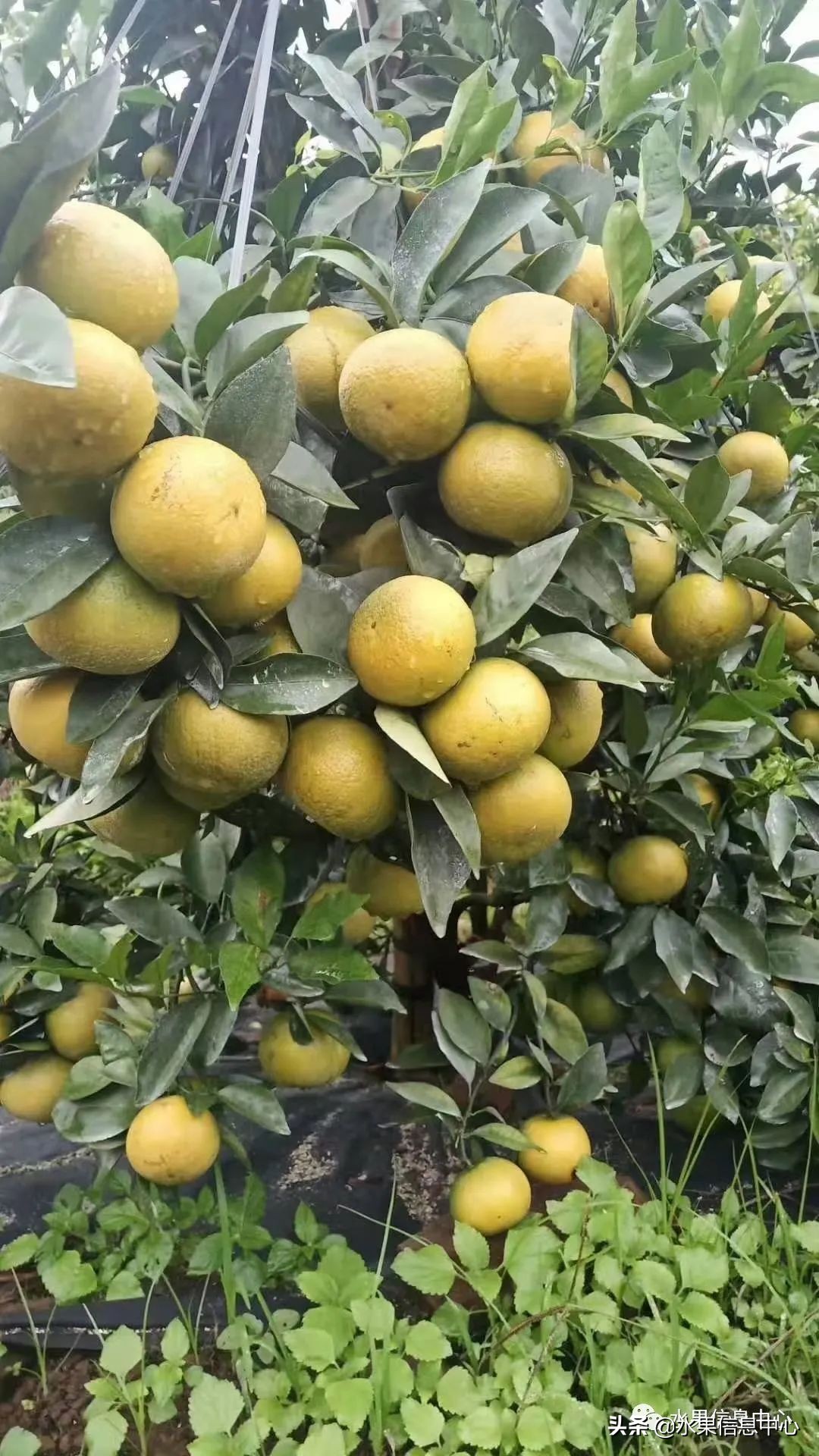 水果天堂：海南水果品种及上市时间表