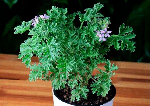 20件夏季驱蚊好物推荐,夏季驱蚊止痒好物分享