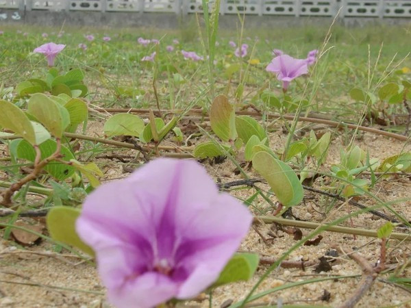 一个人在海边玩一天,一个人在海边怎么玩