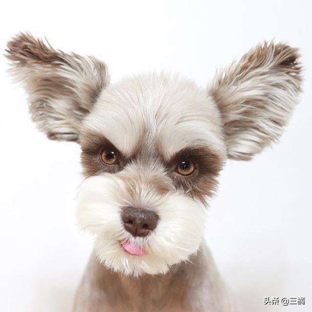 狗狗雪纳瑞剪毛,狗狗雪纳瑞图片大全