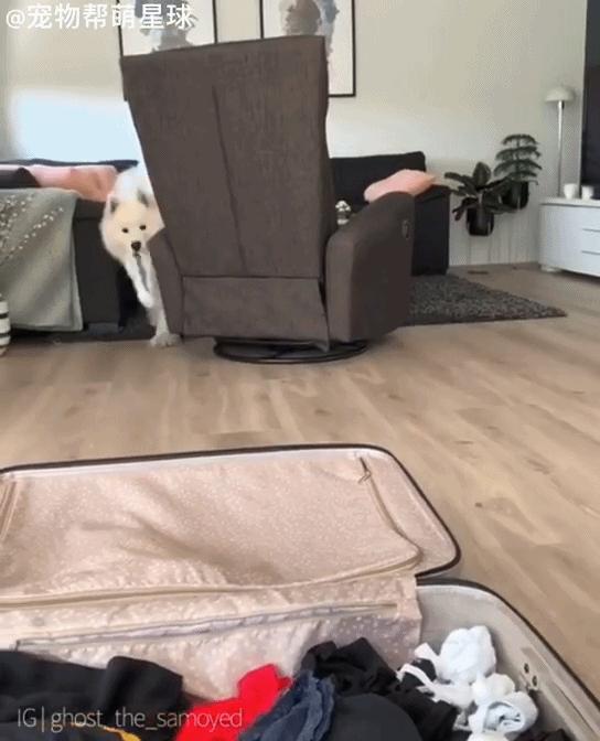 萨摩耶生气不吃不喝是怎么回事,萨摩耶生气了男主人哄