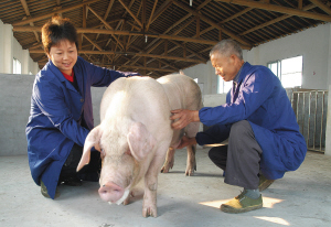 猪人工授精管插多深合适,猪人工授精插管正确方法