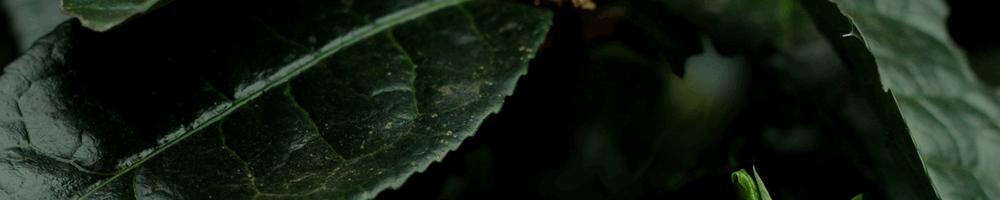 宫廷普洱的滋味,宫廷普洱茶的滋味