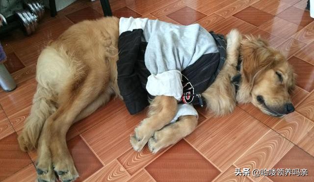 狗狗突然呕吐，背后的真相是什么？发现这几种情况，千万不能忽略