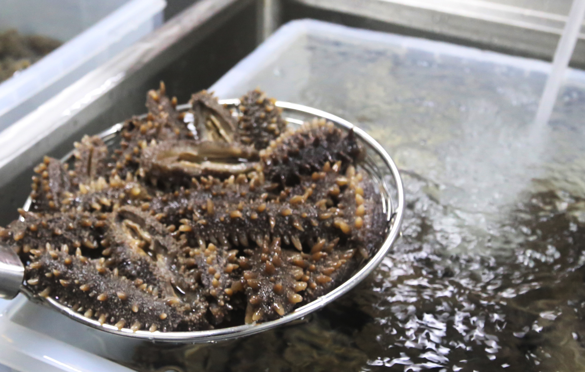 为什么海参泡发不起来,海参的家常做法海参怎么泡发