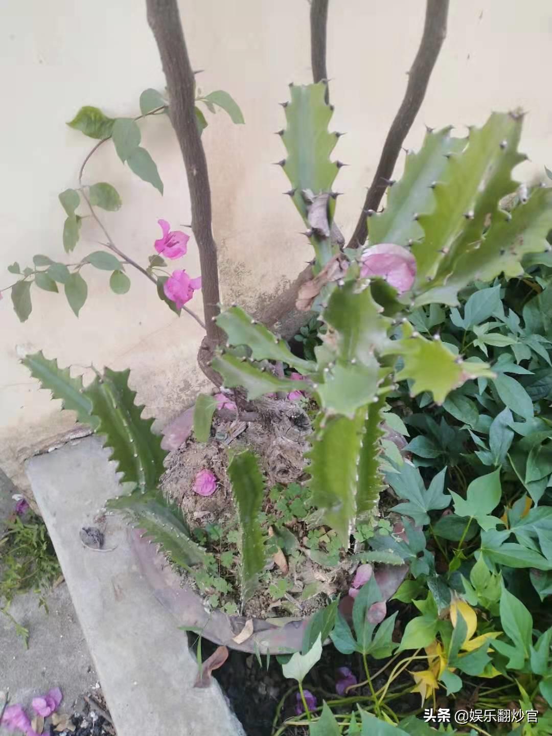 网上买果树苗的骗局,网上买果树苗哪里的假苗最多