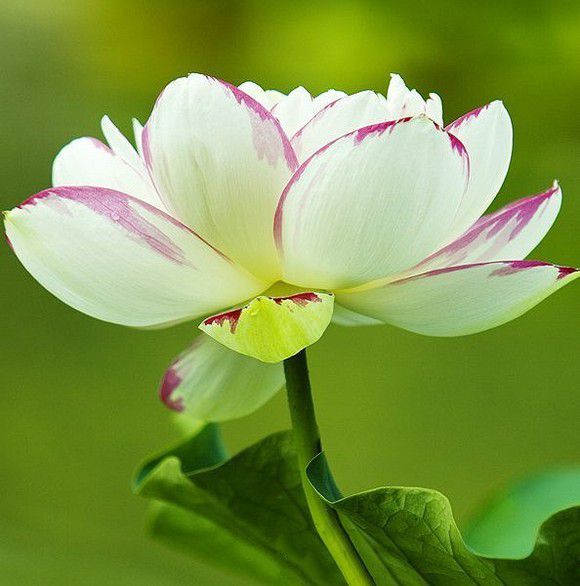 八字日柱强弱最简单判断方法,八字命理强弱判定法