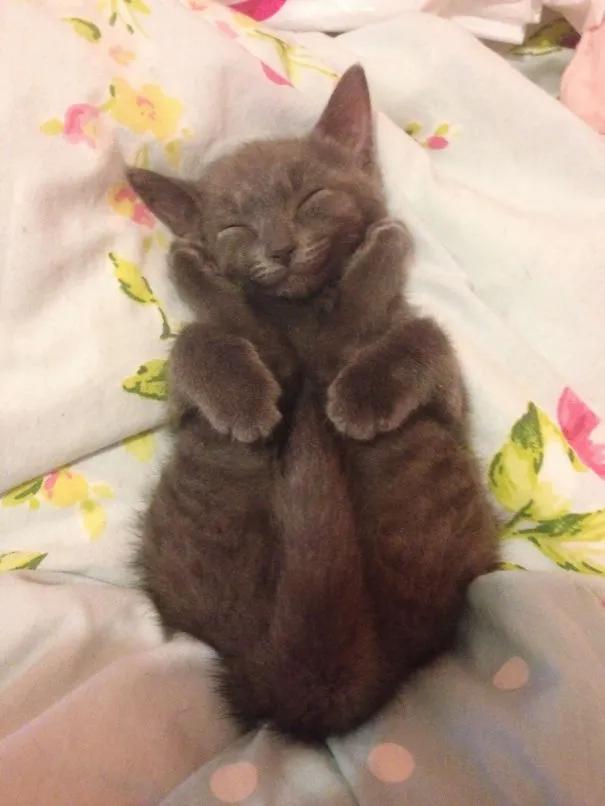 卡通猫咪微笑图片,微笑的猫咪表情包