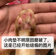 猫咪脚扭伤了吃什么药好,猫咪骨折不吃东西怎么办
