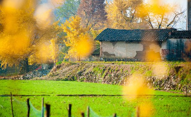 国家地理100个最美景观摄影点,全国银杏观赏地图