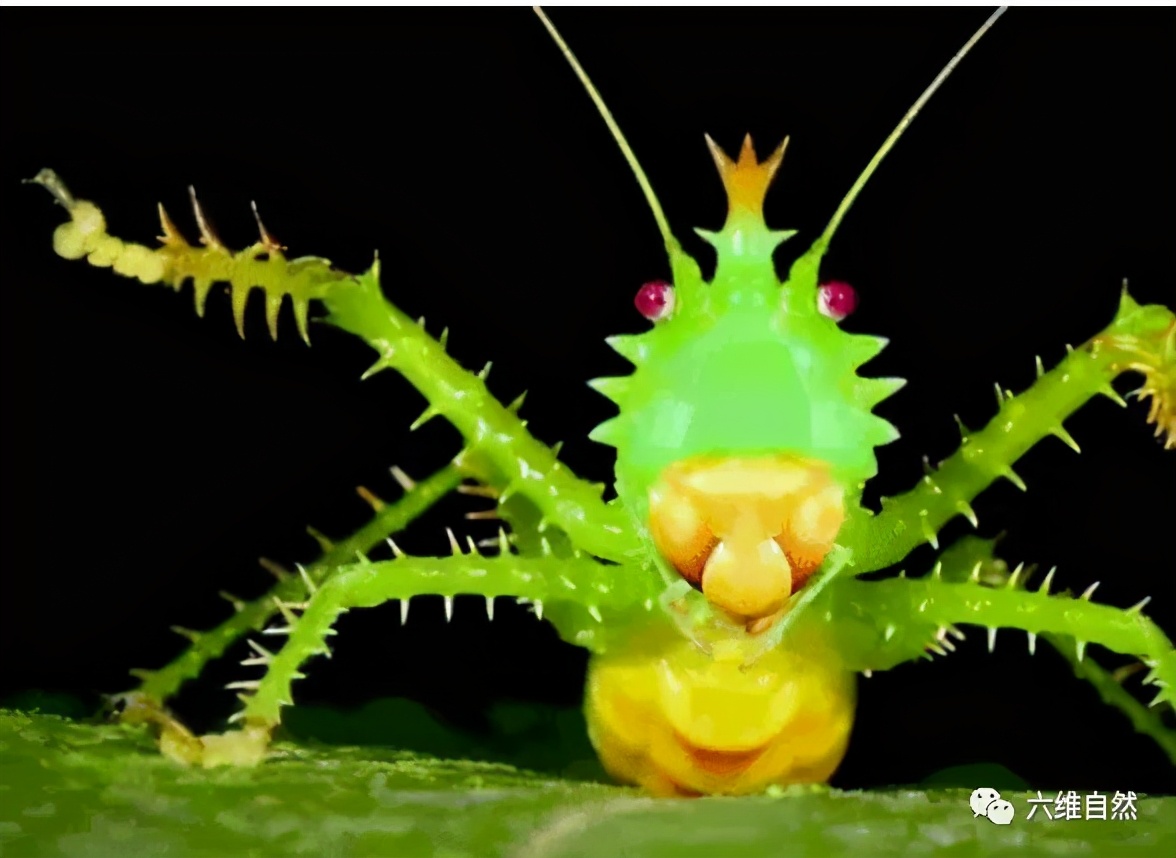 世界上有什么凶猛的昆虫,世界上最可怕最凶猛的昆虫