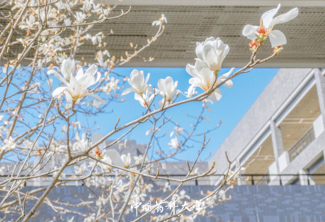 南京“最美”大学之一：占地2100余亩，走出10位院士，央视频频关注！