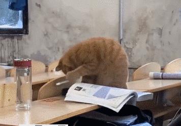 猫咪没坏心眼视频,猫咪无聊的十个表现图片