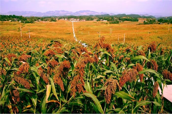 遵义市县区脱贫顺序,遵义的贫困县有哪些