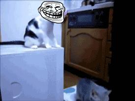 猫咪患上怪病久治不愈生命垂危，医生：打一顿就好了！