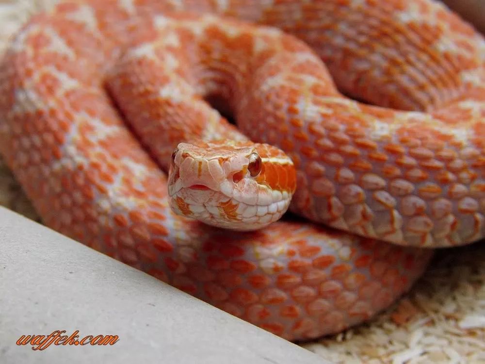 陆栖毒蛇毒性排行,毒蛇毒性分类