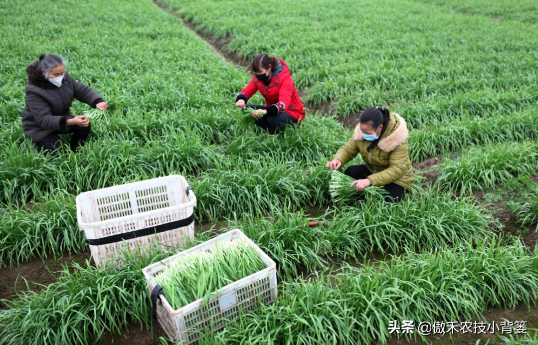 韭菜种植一两年要换土,韭菜种植盆栽多久采收