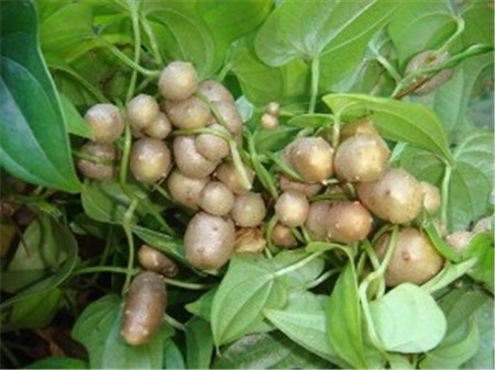 山药红斑是如何形成的,山药红斑病