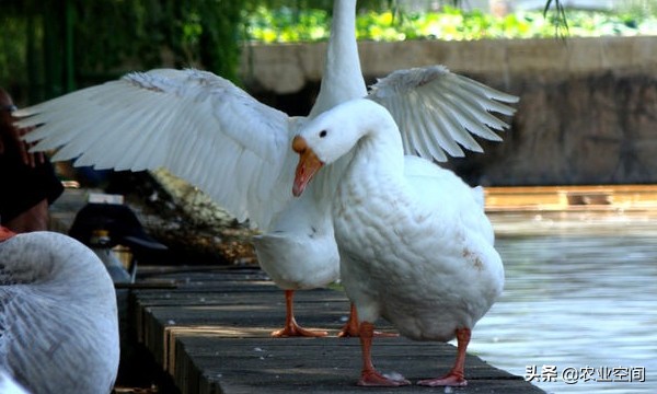 大鹅养殖加工项目,广东养殖肉鹅前景