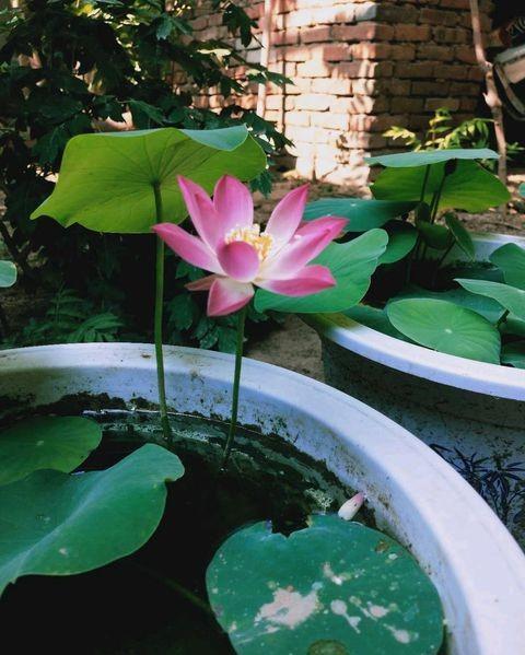 碗莲水培里的水变浑浊了怎么换水,碗莲睡莲荷花种子水培方法