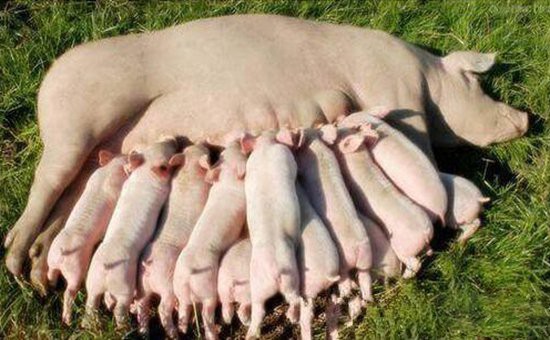 母猪产后用地米会使母猪无乳吗,母猪产后无乳综合症